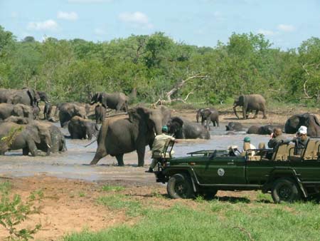 South Africa Safari, Safari in South Africa